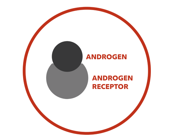 Androgen hormone connecting with an androgen receptor