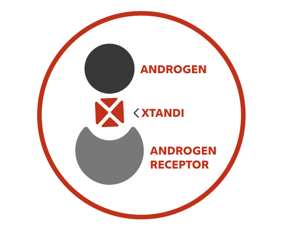 XTANDI® (enzalutamide) inhibits androgen from connecting with an androgen receptor